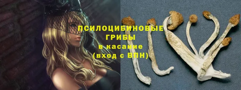 сколько стоит  KRAKEN сайт  Псилоцибиновые грибы Magic Shrooms  Красный Сулин 